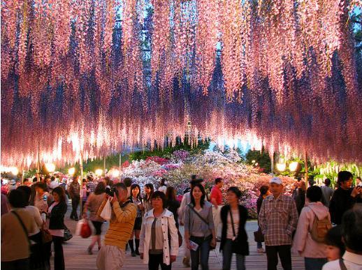 Fuji Nàng Thơ Tình Yêu Vĩnh Cửu - hình minh họa 3