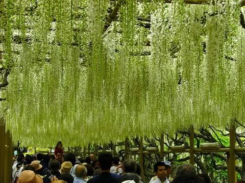 Fuji Nàng Thơ Tình Yêu Vĩnh Cửu - hình minh họa 6