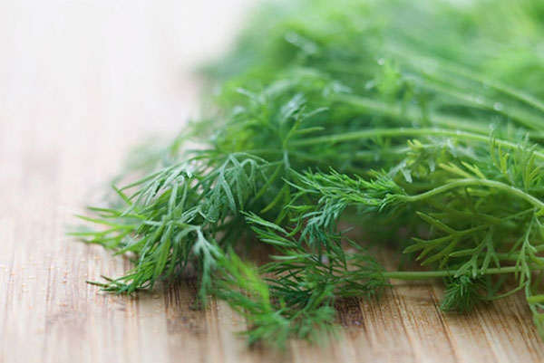 Nên bổ sung rau thìa là vào thực đơn hằng ngày nếu bạn muốn có bầu ngực nở nang.
