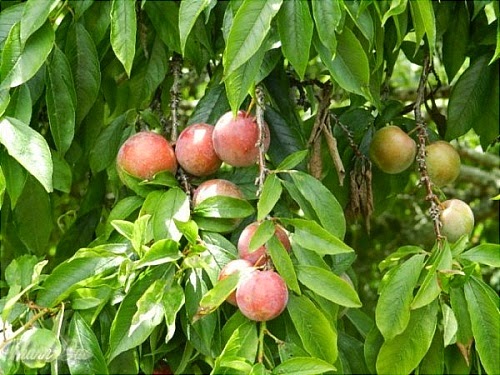 Mùa Hè Tây Bắc - hình minh họa 2