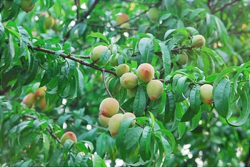 Mùa Hè Tây Bắc - hình minh họa 6