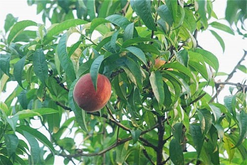 Mùa Hè Tây Bắc - hình minh họa 7