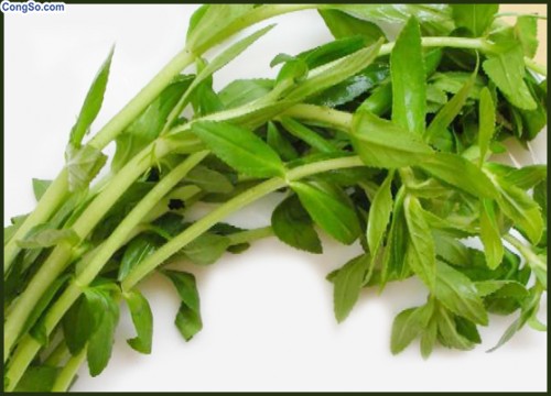 tác dụng của rau ngổ - hình minh họa 2