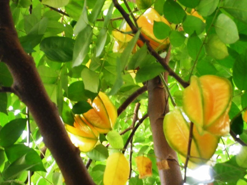 lá khế làm đẹp