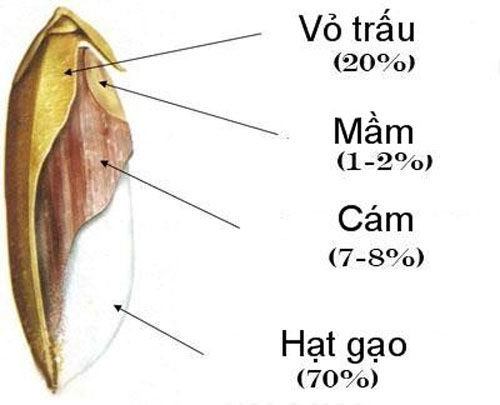 dị ứng cám gạo