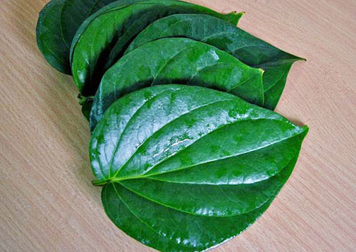 Khám Phá Sức Mạnh Lá Cây - hình minh họa 3